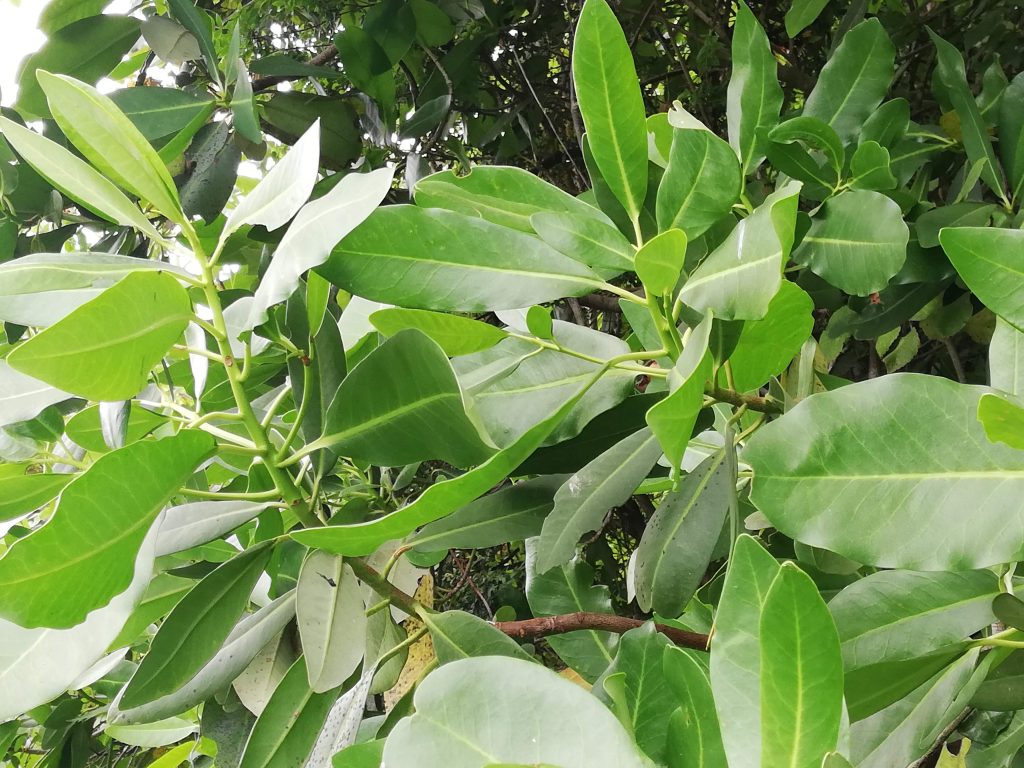 Árbol Canelo de cerca el terreno de Aguapiedras